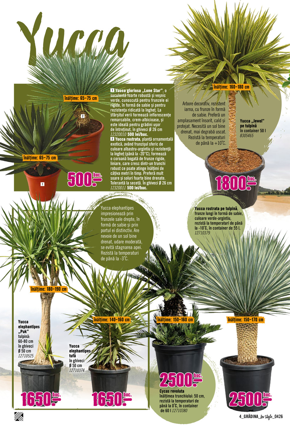 HORNBACH - Catalogul special de plante - aprilie 2026 - Yucca